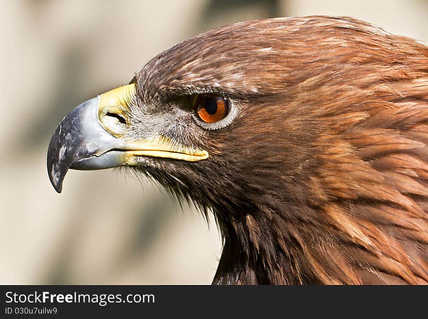 Golden Eagle Close Up