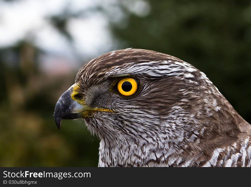 Young goshawk close up