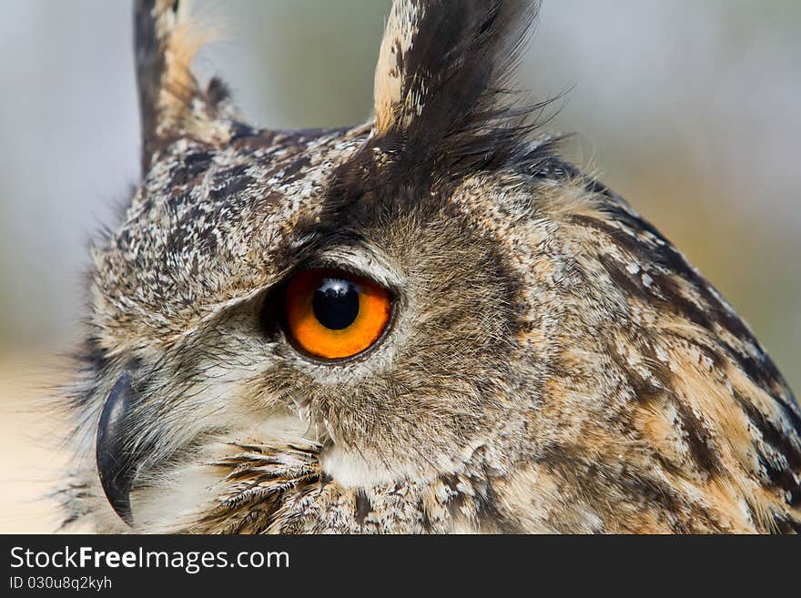 Owl - head portrait close-up. Owl - head portrait close-up