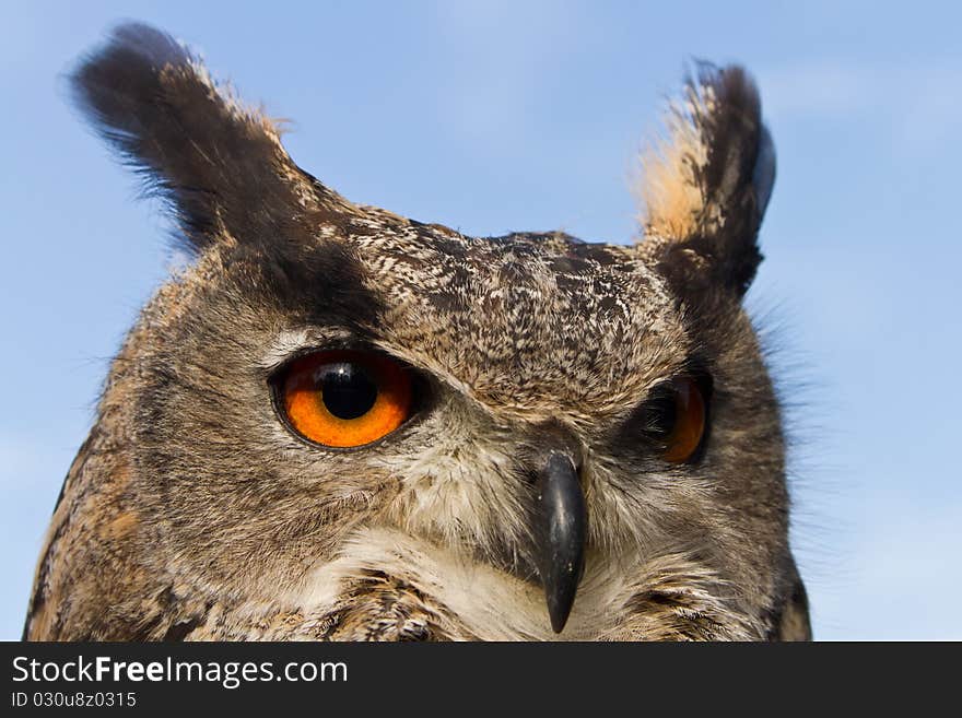 Face of the eagle owl very close. Face of the eagle owl very close