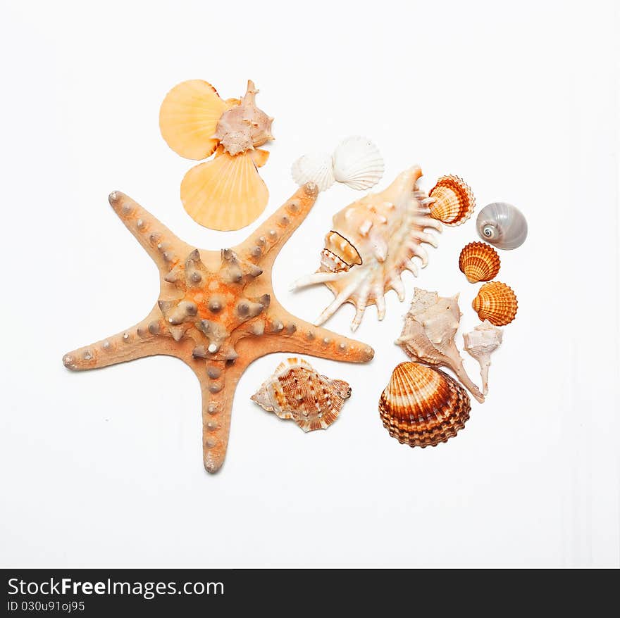 Beautiful seashells on white background. Beautiful seashells on white background