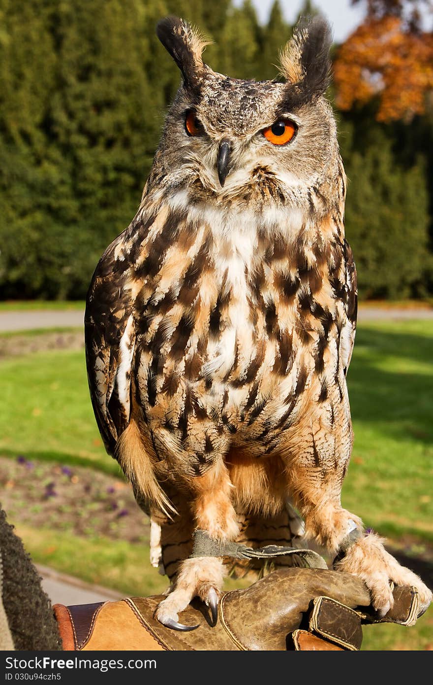 Owl sitting on hands falconer. Owl sitting on hands falconer