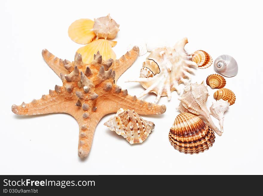 Beautiful seashells on white background. Beautiful seashells on white background