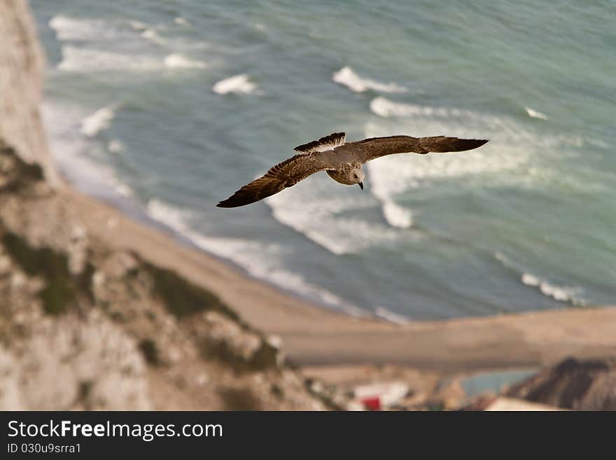 Sea gull flying above ocean