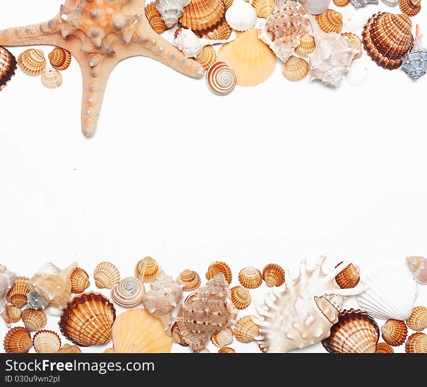 Beautiful seashells on white background. Beautiful seashells on white background