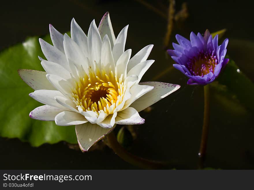 White and violet waterlily in the pond. White and violet waterlily in the pond