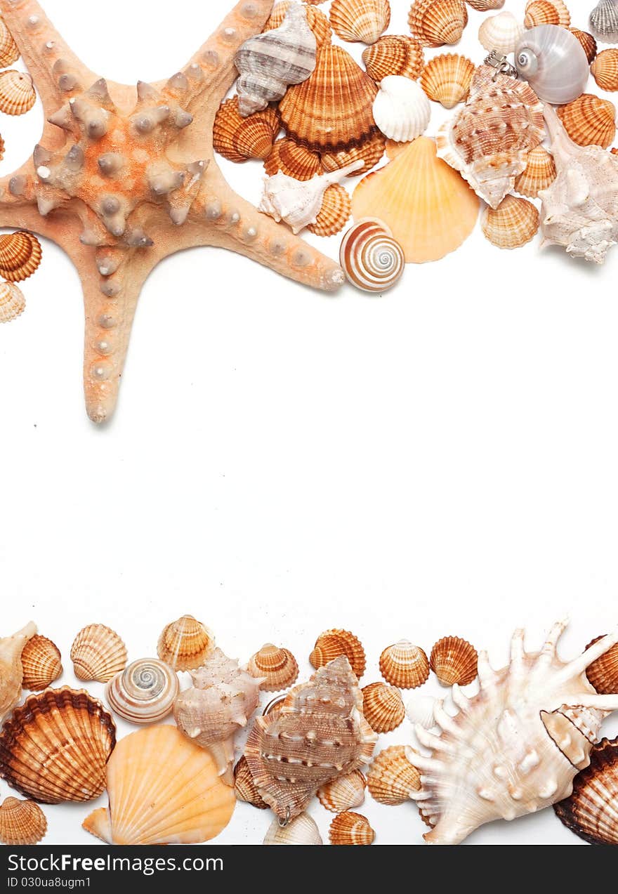 Beautiful seashells on white background. Beautiful seashells on white background