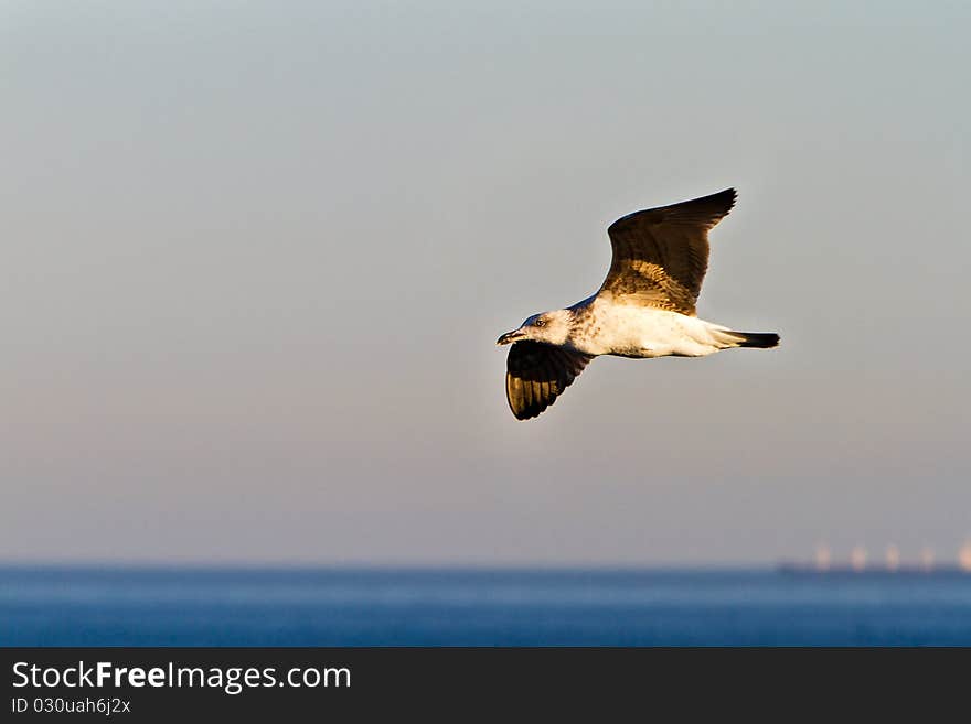 Sea gull sailing above ocean. Sea gull sailing above ocean