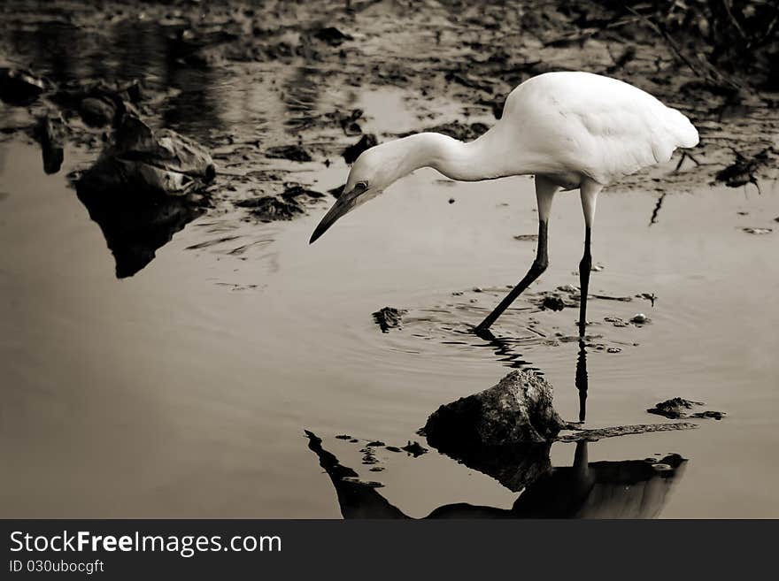 White egret perched on a log overlooking the water. White egret perched on a log overlooking the water