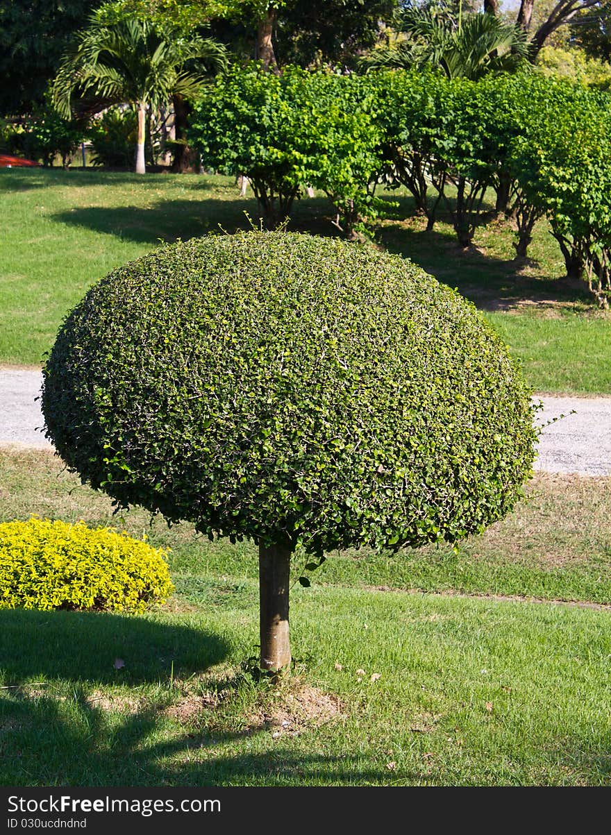 The round shape tree decorated in public park. The round shape tree decorated in public park