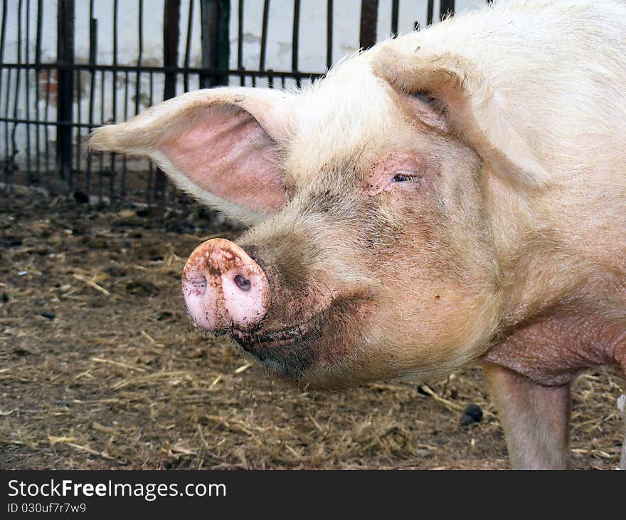 Big smile piggy on a farm