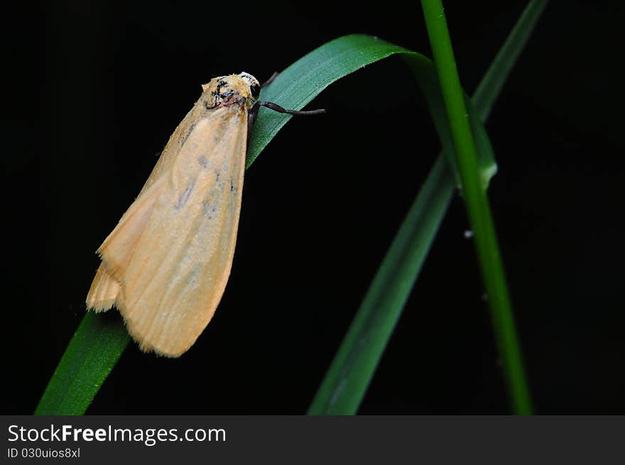 Eilema sororcula brown moth sitting on green grass