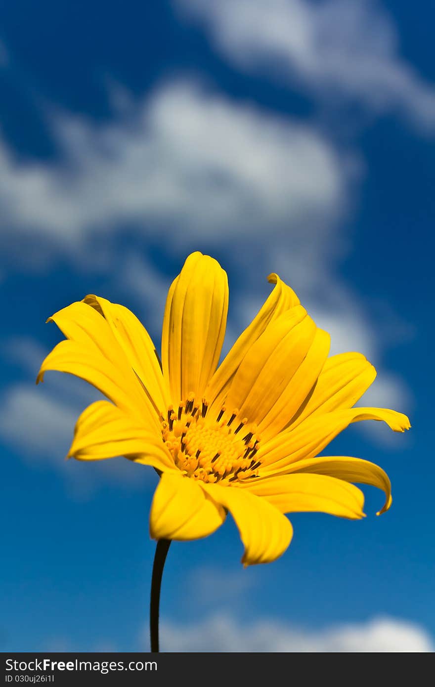 Small sunflower against blue sky