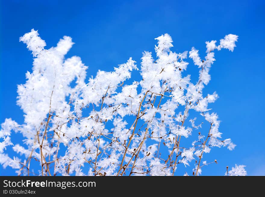 Hoarfrost on branches