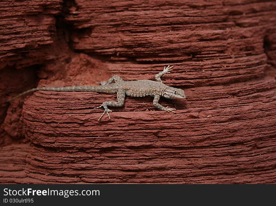 Lizard sunbathing on red rock in Capitol Reef National Park. Lizard sunbathing on red rock in Capitol Reef National Park