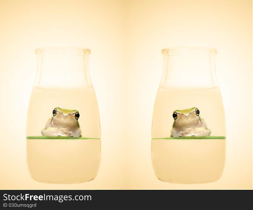 Frog in the bottle