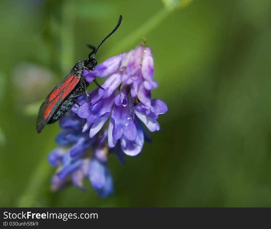 Zygaena purpuralis beautiful red and black moth on a purple flower