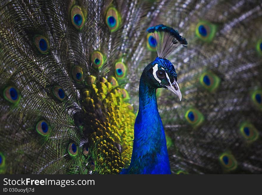 Close up of peacock with tail open. Close up of peacock with tail open