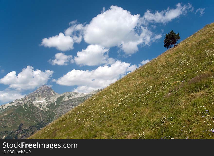 Hillside with a tree and mountain top. Hillside with a tree and mountain top