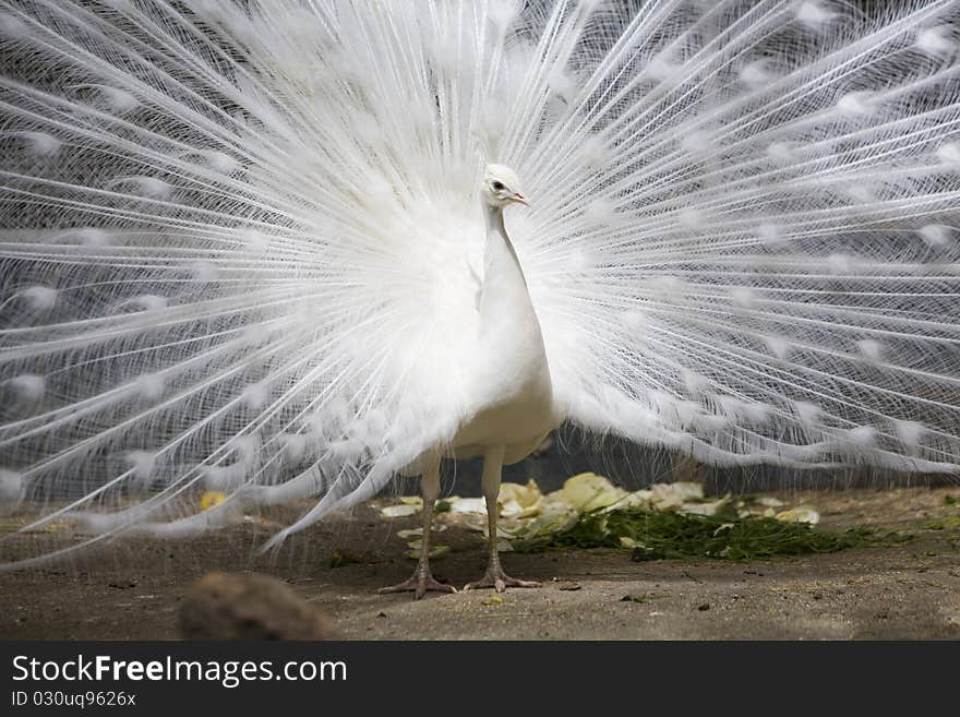 Close up of white peacock with tail open. Close up of white peacock with tail open