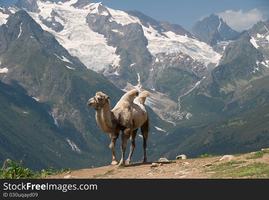 Camel. The desert ship in mountains. Camel. The desert ship in mountains