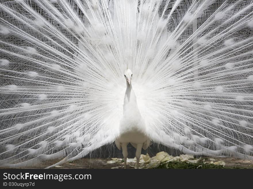 White peacock with open tail