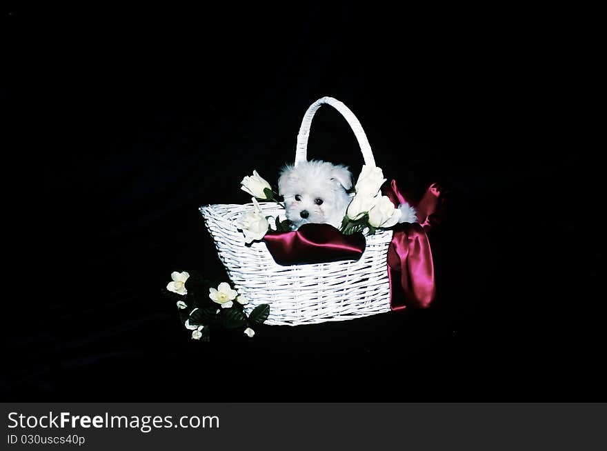 White Maltese puppy snuggled in a decorated white wicker basket