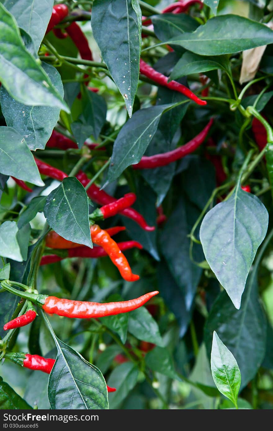 Biological cultivation of red peppers, without pesticides