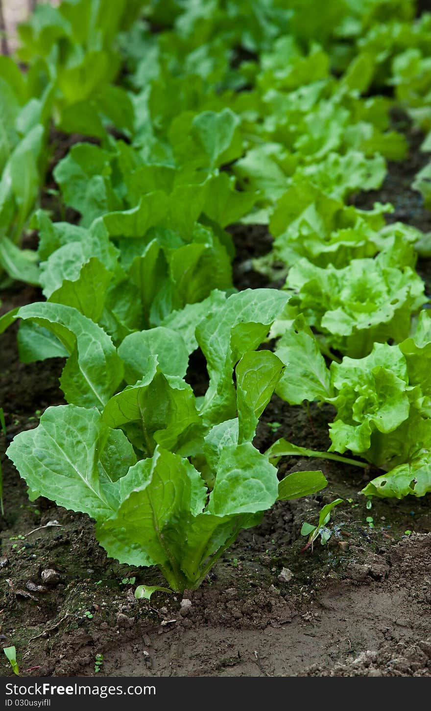 Green biological salad cultivated without pesticides. Green biological salad cultivated without pesticides