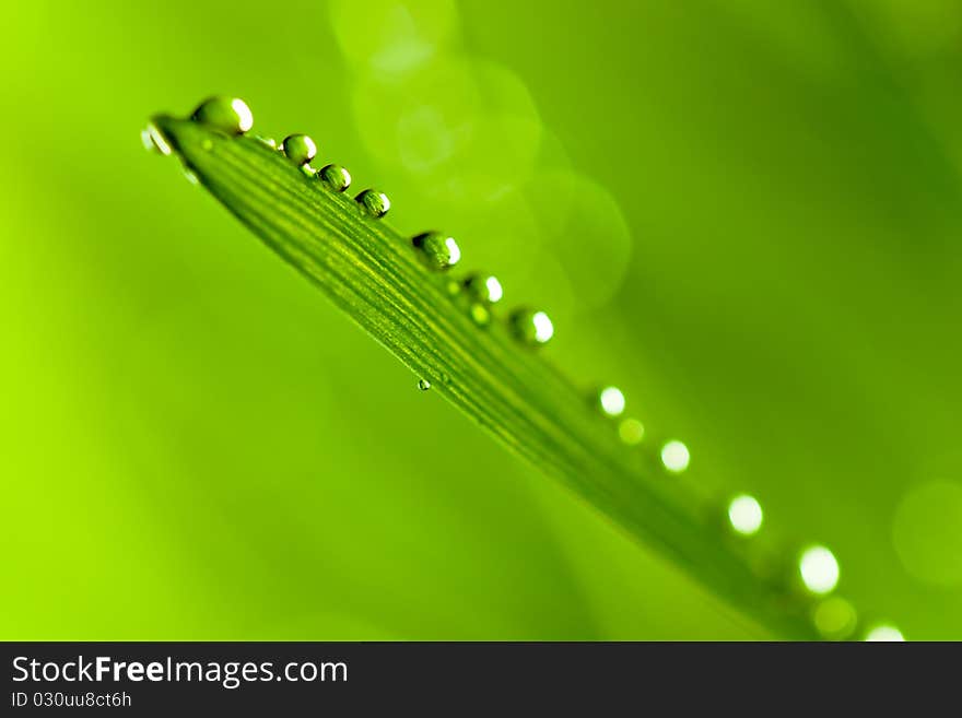 Close-up of green grass