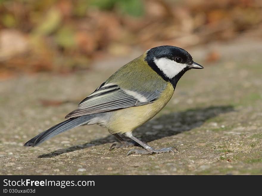 A Great Tit on the ground looking for some seeds. A Great Tit on the ground looking for some seeds.