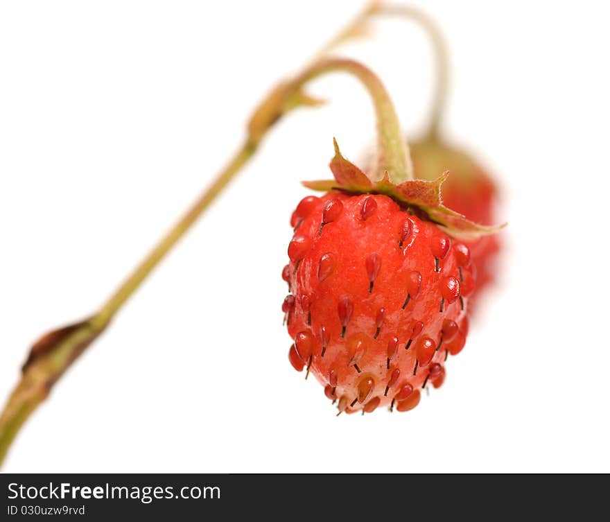 Wild strawberry on a branch a close up it is isolated on a white background. Wild strawberry on a branch a close up it is isolated on a white background.