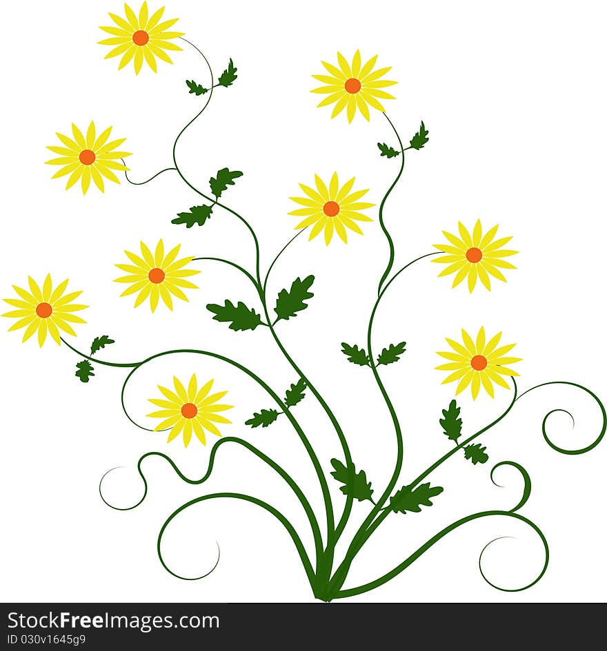 Beautiful daisies on white background