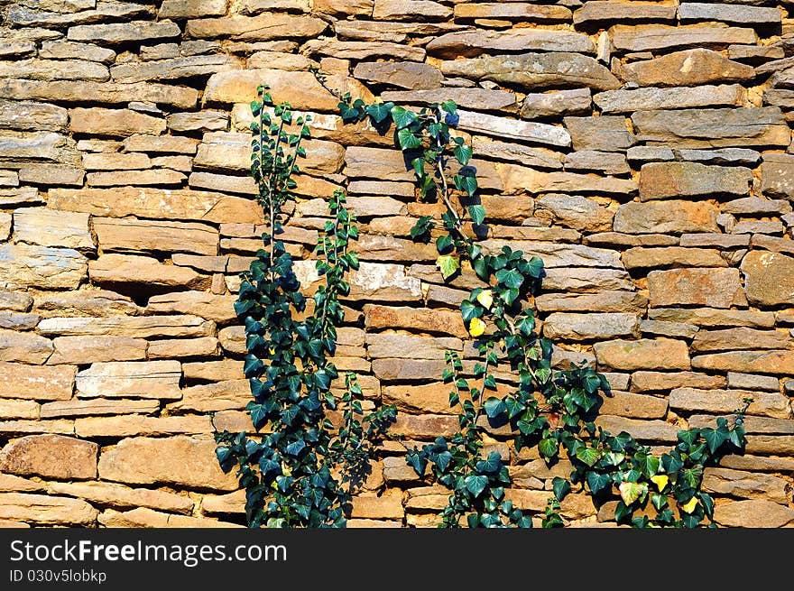 Old stone wall texture with some ivy,suitable for background