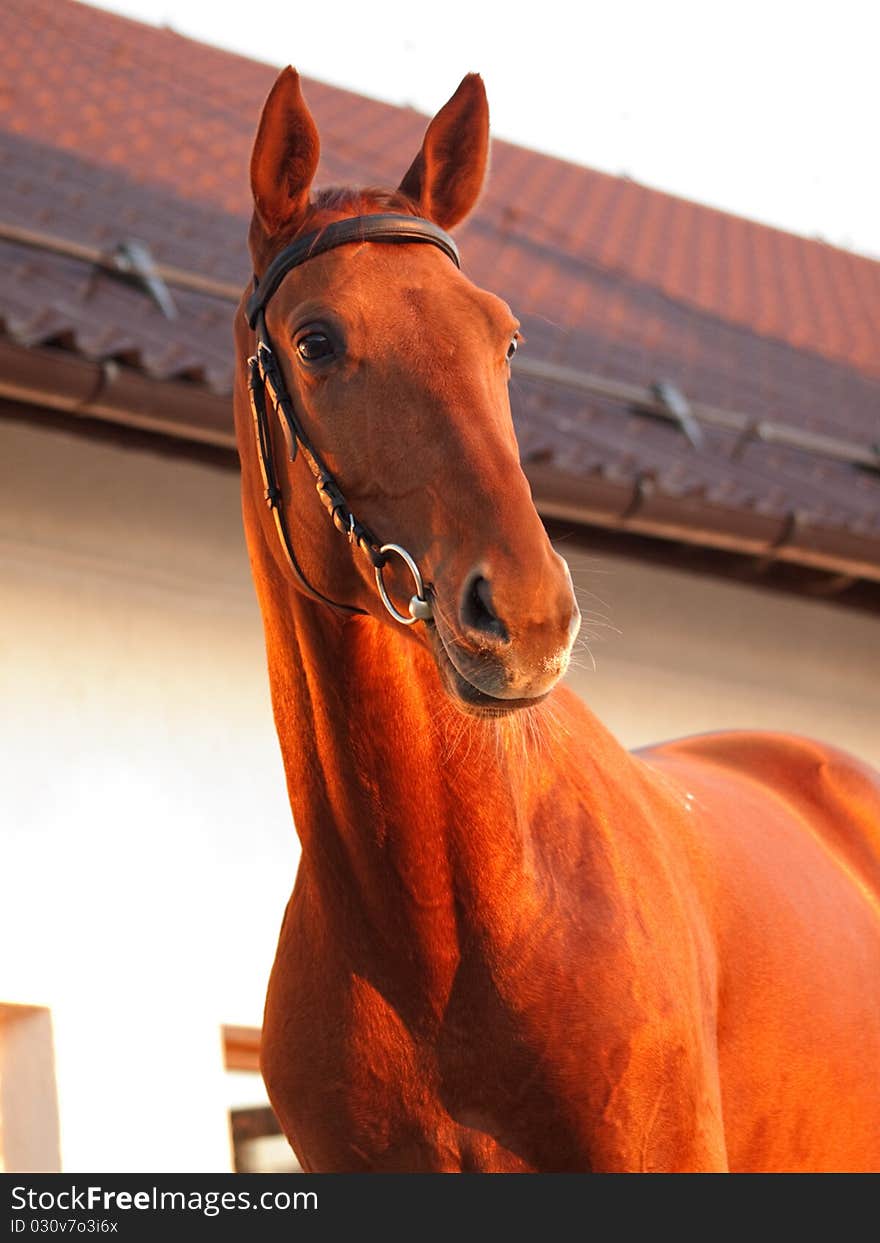 Portrait of the chestnut horse