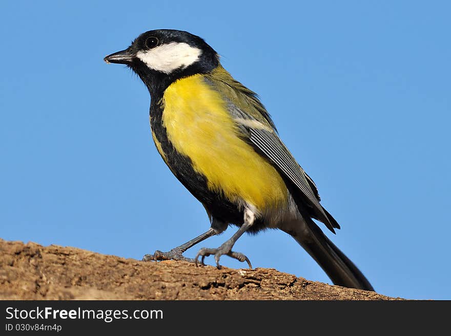 Great tit