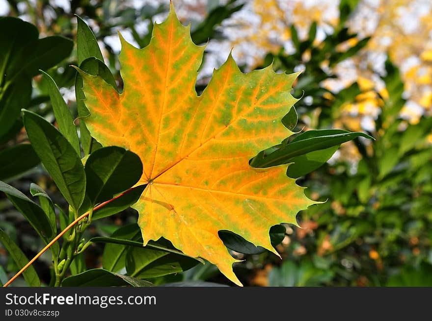 Closeup of a yellow maple leaf in the fall. Closeup of a yellow maple leaf in the fall