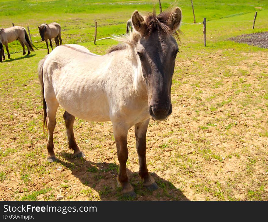 Horse on field