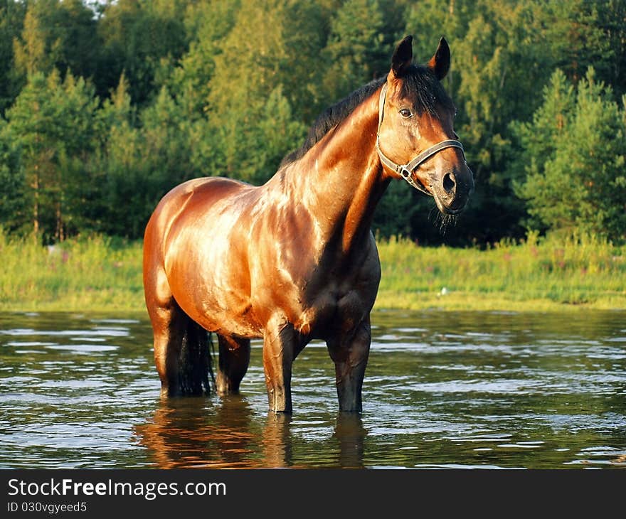 Horse in the gulf evening outdoor sunny summer