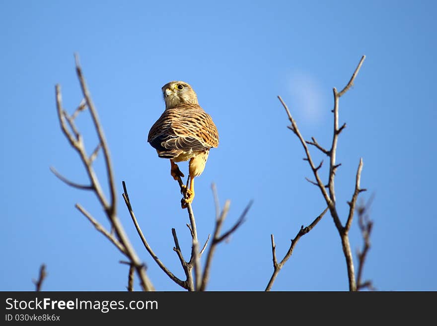 A common falcon on a branch with blue sky.