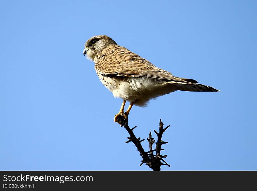 A common falcon on a branch with blue sky.