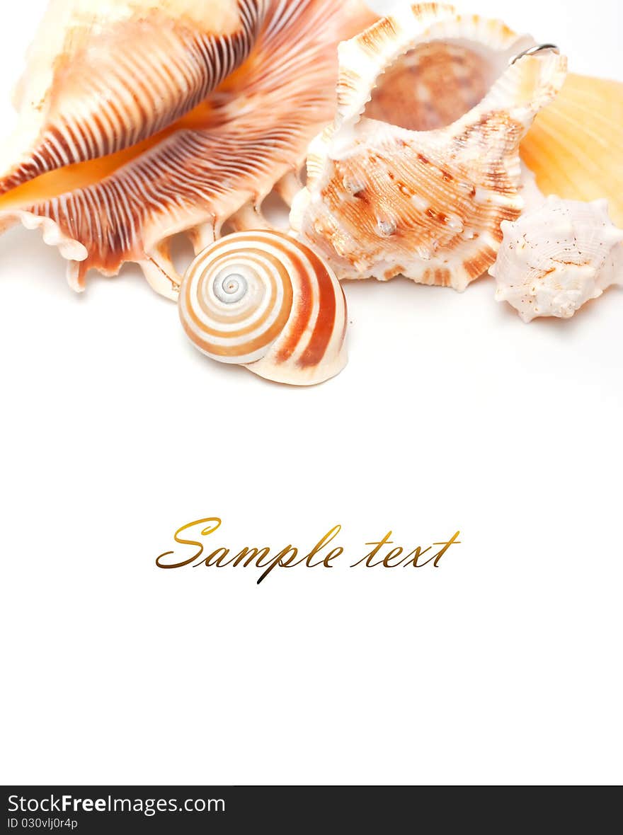 Beautiful seashells on white background. Beautiful seashells on white background