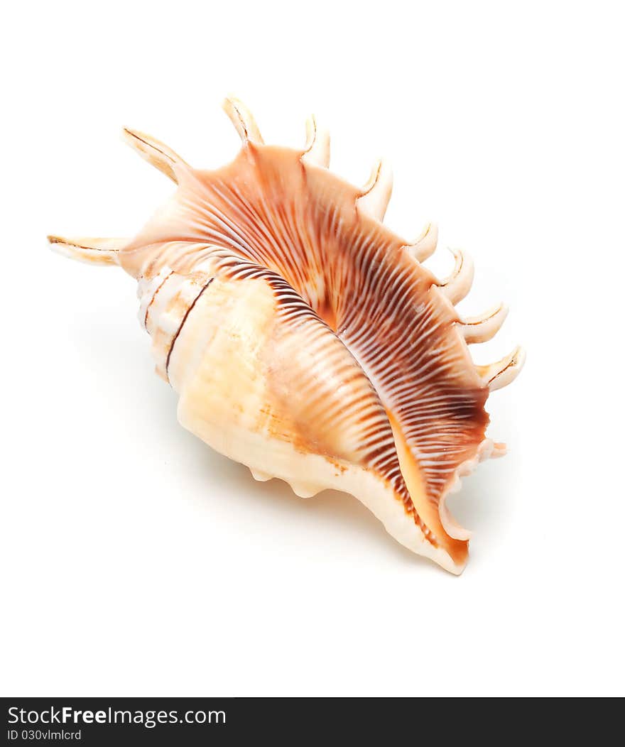 Beautiful Sea Shell.