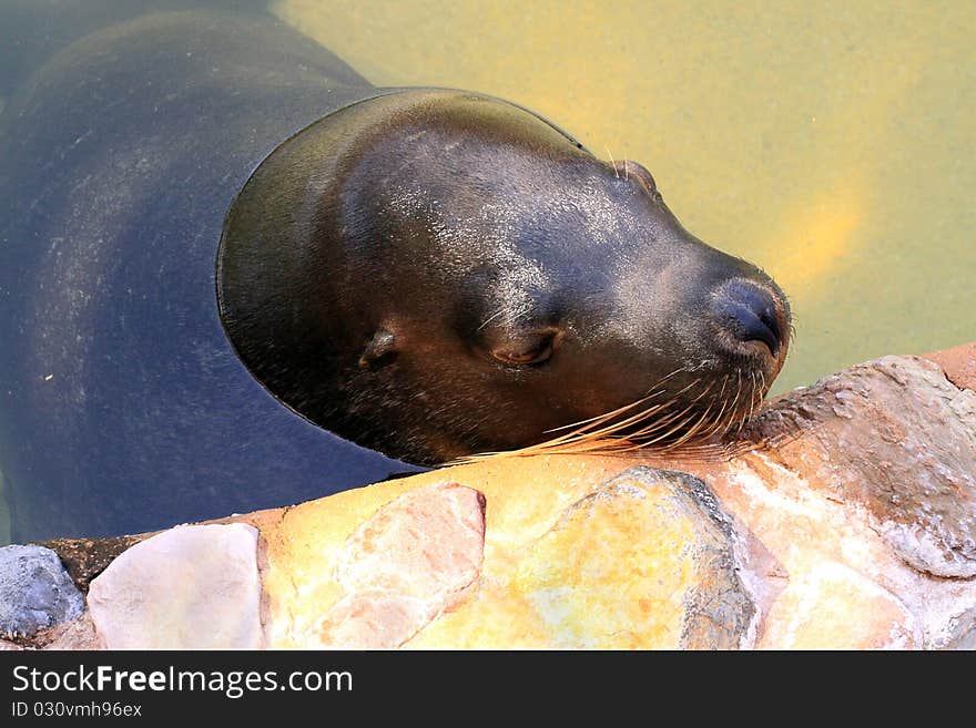 Australian Sea Lion - Neophoca cinerea - Resting at the water's edge