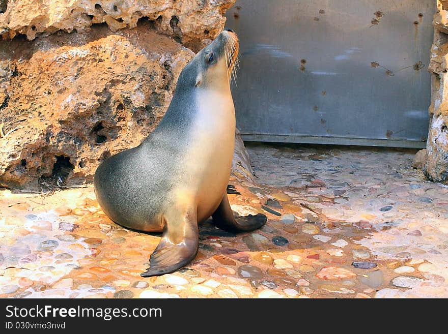 Australian Sea Lion - Neophoca cinerea - Basking in Sunshine