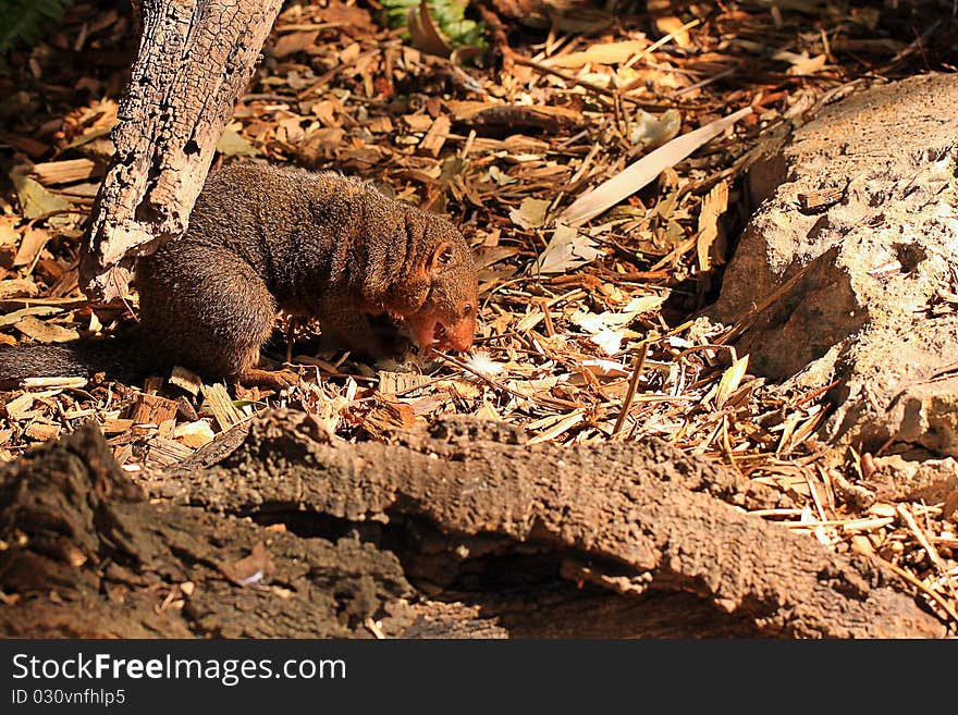 Dwarf Mongoose eating a white mouse