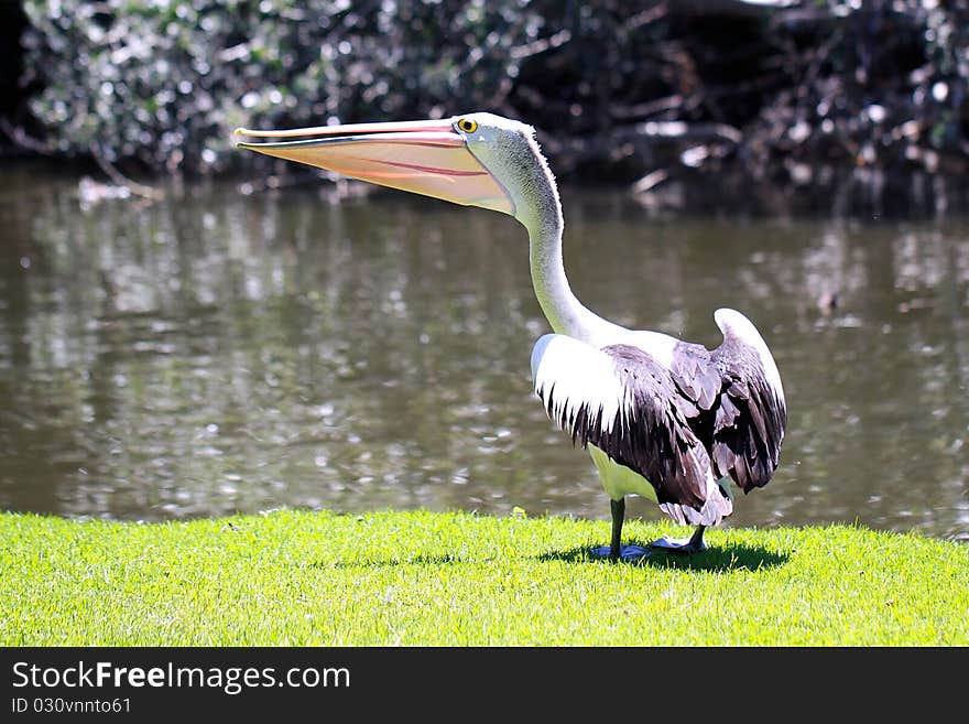 Australian Pelican - Pelecanus Conspicillatus - along the River Torrens, Adelaide, Australia