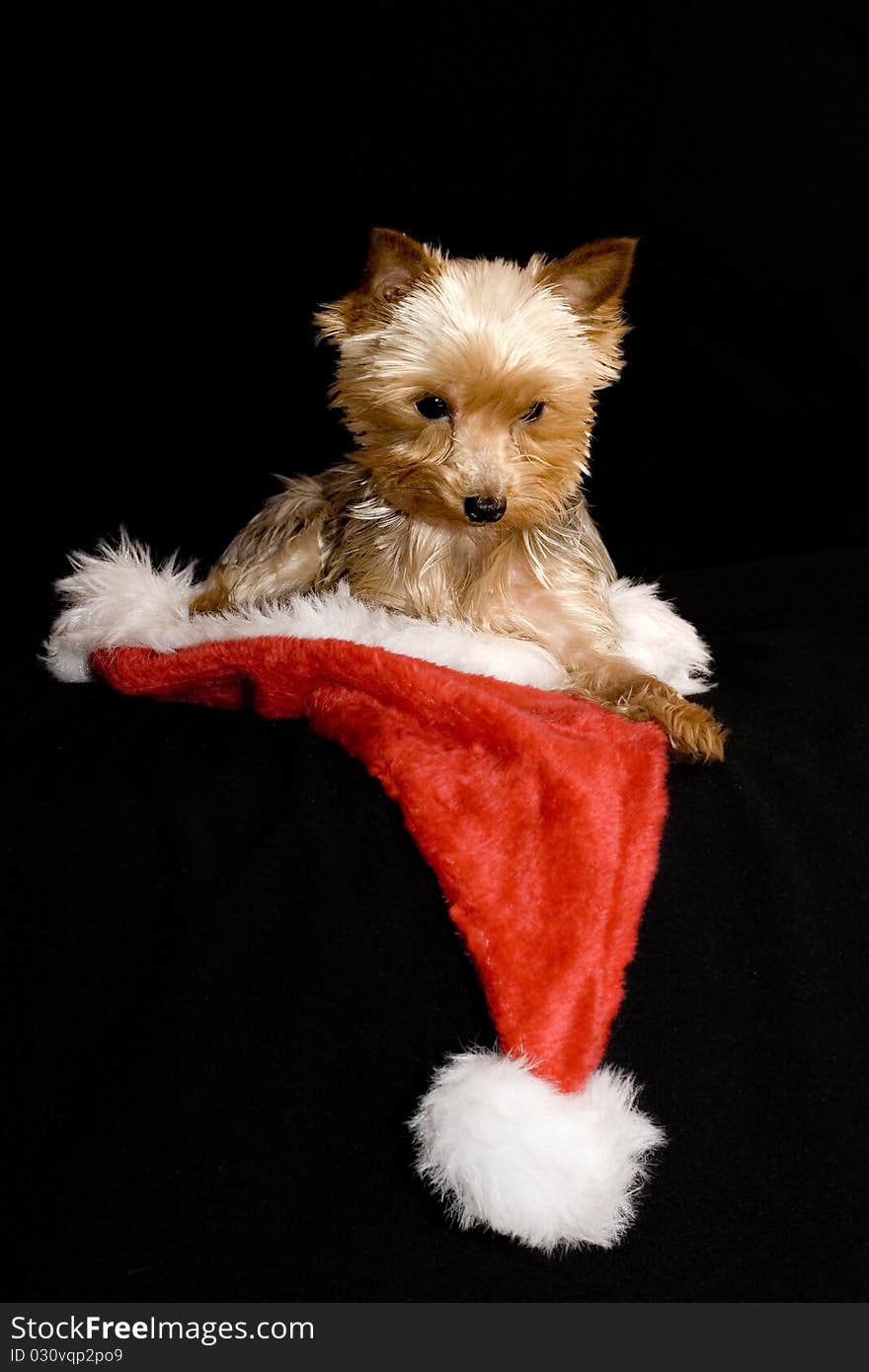 Small yorkshire with a Santa´s hat. Small yorkshire with a Santa´s hat.