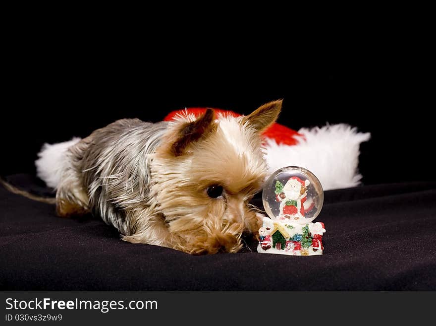 Small yorkshire with a Christmas paper weight and Santa´s hat. Small yorkshire with a Christmas paper weight and Santa´s hat.