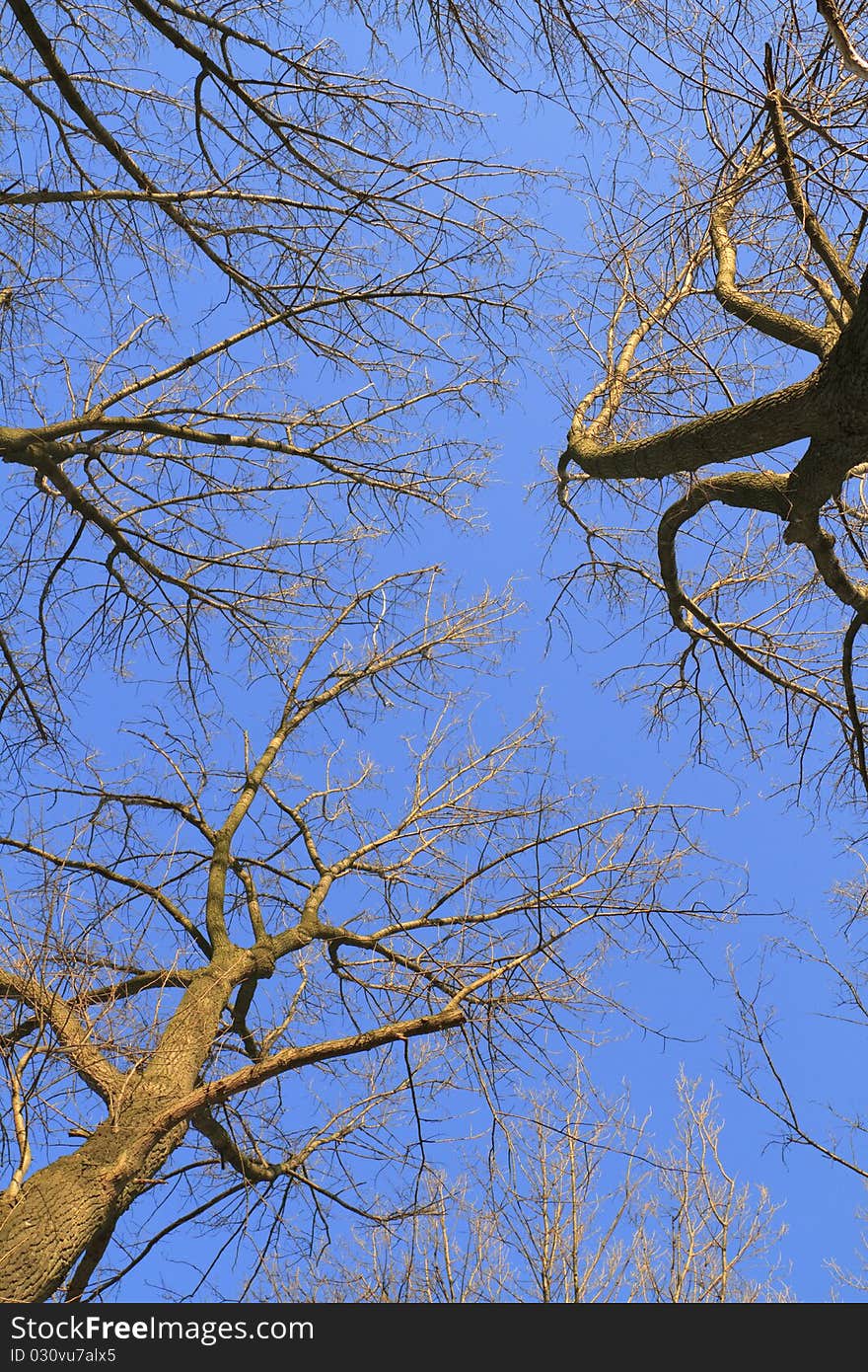 Tree crowns on deep blue sky